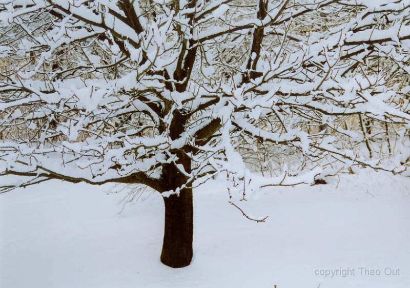 kastanjeboom in de sneeuw-v-v.jpg